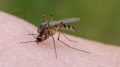 West Nile Virus-Carrying Mosquitoes Found In Southern Israel