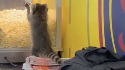 Raccoon Scurries Around MLS Press Box After Falling Through Ceiling