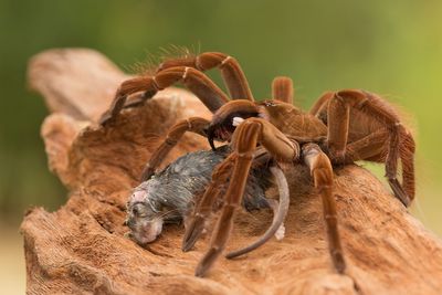 What is the biggest spider in the world?