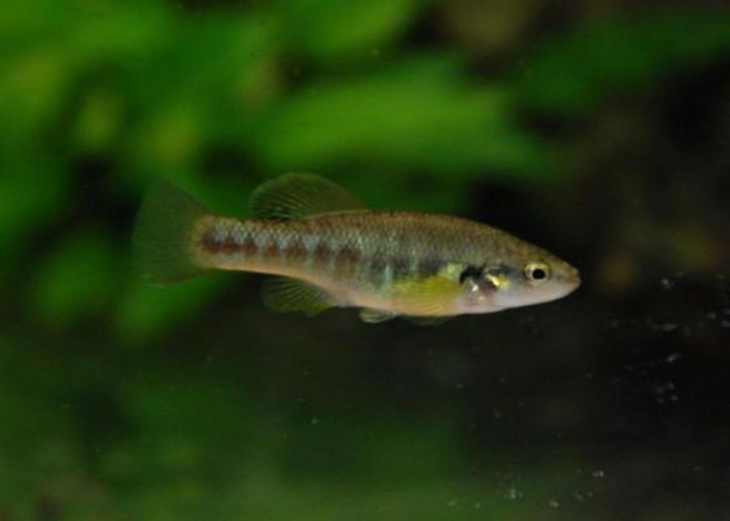 Endangered Fish Almost Became Extinct After Water Pipe…