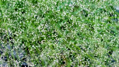 When to fertilize Bermuda grass – pro advice for a healthy lawn