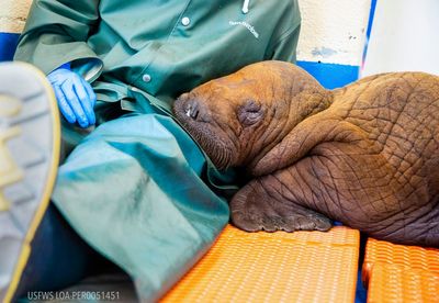 ‘Cuddling’: Just what the doctor ordered for rescued walrus calf in Alaska