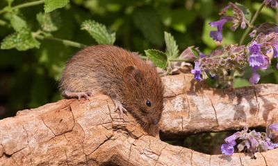 Country diary: Simple farming measures bring in the voles and nesting birds