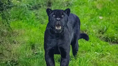 Rare Black Jaguar Arrives At Zoo As Part Of Conservation Program