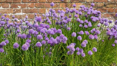 How to grow chives – enjoy success with these multipurpose herbs both outdoors and indoors