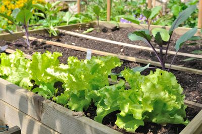 This 100-year-old gardening technique for healthier plants and vegetable crops is the next step on from growing organically