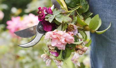 5 deadheading mistakes you're making, and how to avoid them for a backyard that blooms better