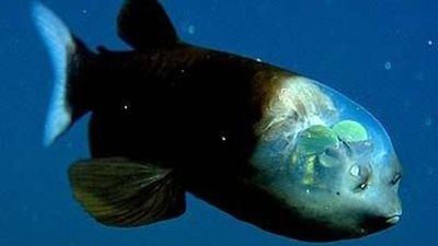 Barreleye fish: The deep-sea weirdo with rotating eyes and a see-through head