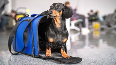 How to travel with a dog by plane