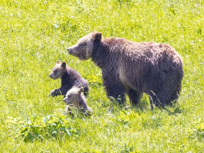 Fatal grizzly attack renews debate over how many bears are too many