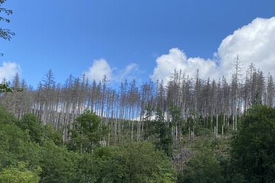 Climate change threatens Germany's fairy tale forests