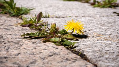 7 ways to remove weeds from your patio