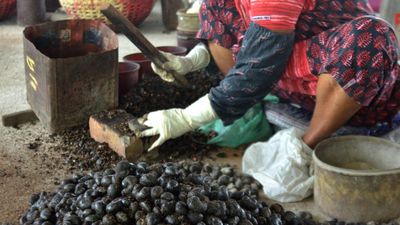 Imports, uncertainty over Onam kit cast a shadow over cashew sector