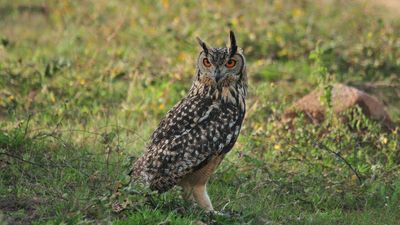 The enigmatic Indian eagle-owl