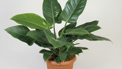 Why is my philodendron turning yellow? The causes and how to put a stop to it