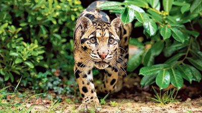 With nimble feet, clouded leopards play hide-and-seek in the forests