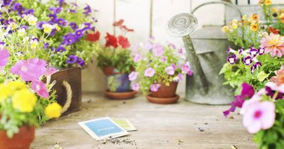 Plant dreams and watch them grow