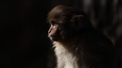 Evolution isn’t against same-sex behaviour in monkeys: study