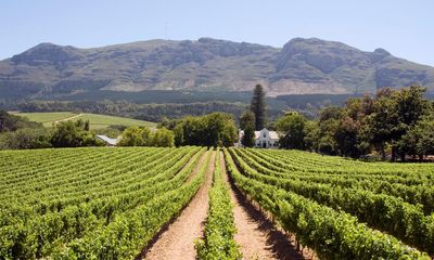 Grapes from the Cape: South Africa’s signature wine styles