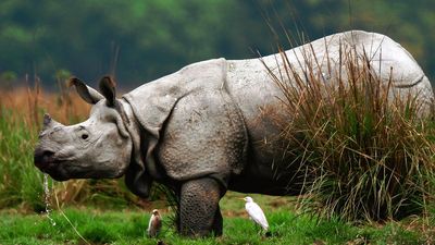 Bihar to constitute 'Rhino Task Force' for reintroduction of rhino conservation scheme in Valmiki Tiger Reserve