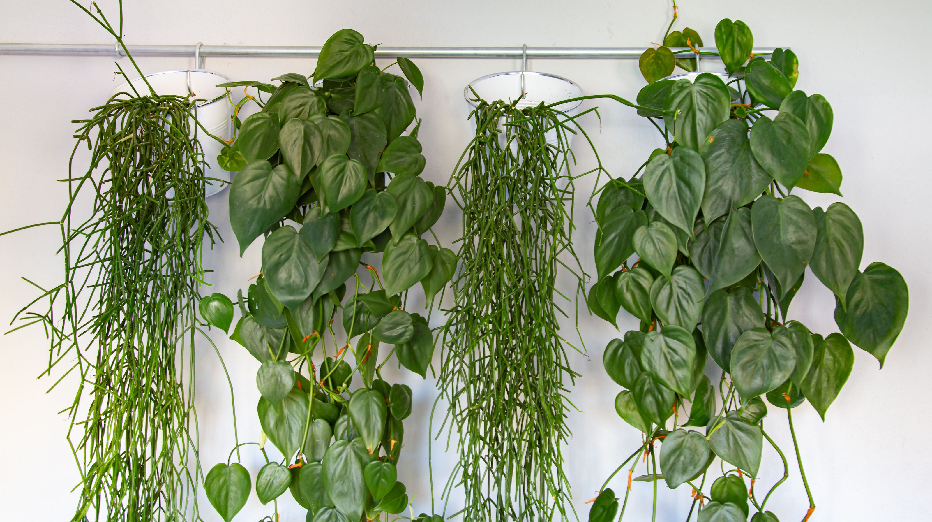 5-clever-ways-to-hang-indoor-plants-bring-your-home