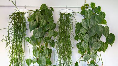 5 clever ways to hang indoor plants - bring your home to life with these lush layering techniques