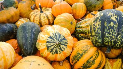 When to harvest gourds to make attractive ornaments