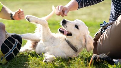 Three things to teach your dog that will make your life easier, according to an expert trainer