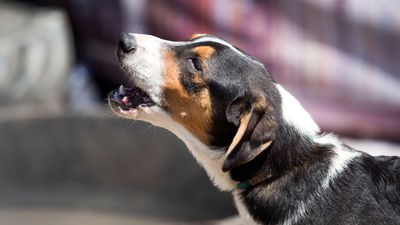 Three reasons why your dog barks at everything (and how to stop it)