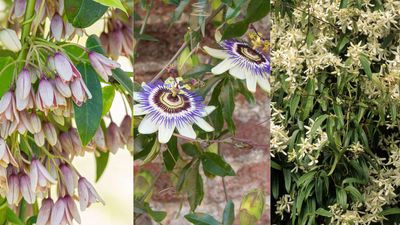 Best plants to cover a wall – 10 ideas for a fabulous sweep of flowers and foliage