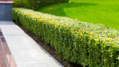 5 expert tips for shaping your hedges like a professional