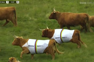Highland cows spotted wearing jerseys at Cycling World Championships