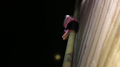 10-year-old survives by clinging on to pipeline after being ‘pushed’ from Gowtami-Godavari bridge near Ravulapalem