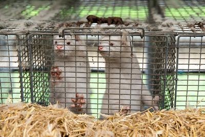 Shut down fur farm disease factories