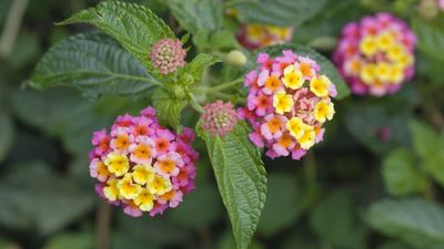 How to deadhead lantana – to extend blooming and stop plants spreading