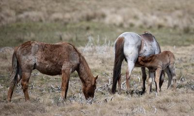 Environmentalists welcome plan to allow aerial shooting of feral horses in Kosciuszko national park
