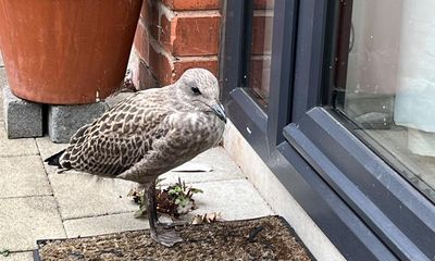Country diary: Lesser black-backed gulls have moved into our ‘village’