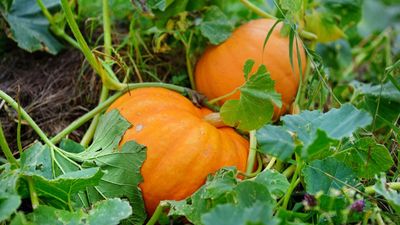 Why are my pumpkin leaves turning yellow? The usual suspects and how to fix the common problem