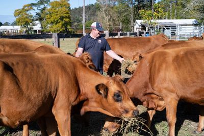 Australia is seen as a safety net for protecting rare livestock breeds – but why do they need saving?
