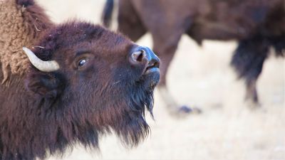 This POV video shows what it's like to get bowled over by an angry bison