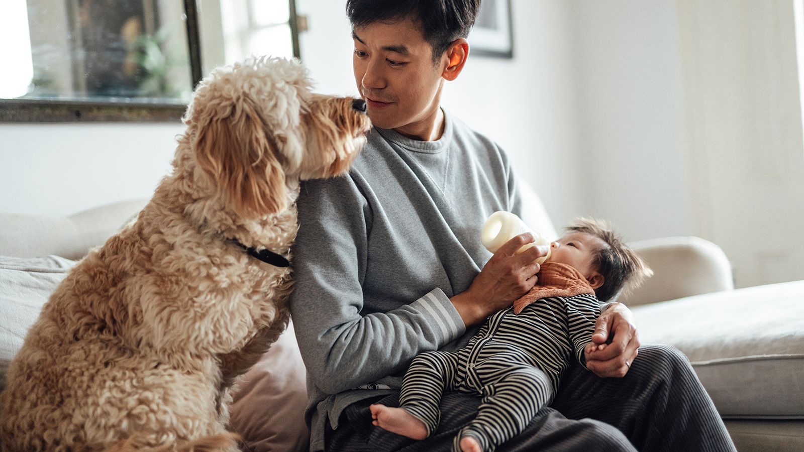 How to introduce a dog to a baby