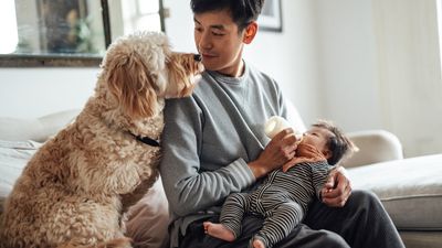 How to introduce a dog to a baby