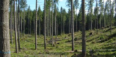 Successfully managing forests must include stewarding the hidden life belowground