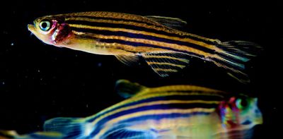 Zebrafish are a scientist's favorite for early-stage research – especially to study human blood disorders