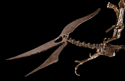 Giant Pteranodon Skeleton Sells At Auction For $3.9 Million