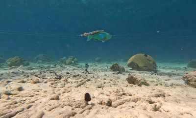 Trumpetfish shadow other species to sneak up on their prey