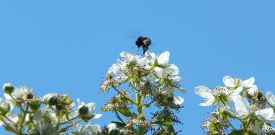 Ivy, dandelions and other common wildflowers are often seen as weeds – but they're a crucial resource for pollinating insects