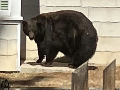 'Hank the Tank,' the bear behind 21 home invasions, has been captured near Lake Tahoe