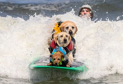 10 photos of very good dogs riding waves at the World Dog Surfing Championships 2023