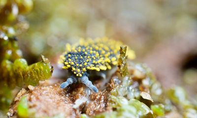 More than half of Earth’s species live in the soil, study finds